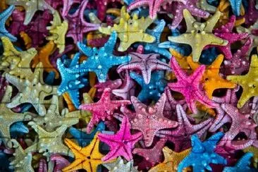 Starfish  jigsaw puzzle