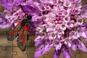 Burnet Moth jigsaw puzzle