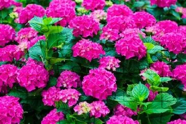 Hortensias fuchsia