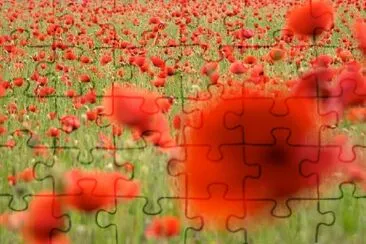 Red Poppy Flowers jigsaw puzzle