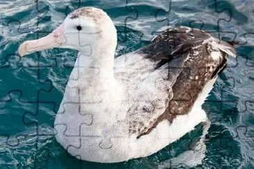 Albatro errante nuoto