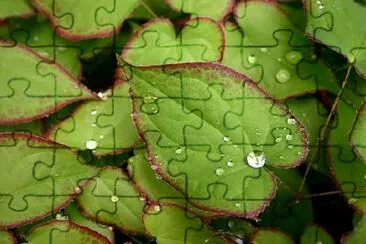 Epimedium after Rain jigsaw puzzle