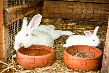 White Rabbits jigsaw puzzle