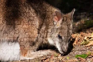 Parma Wallaby jigsaw puzzle