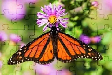 Monarch Butterfly jigsaw puzzle