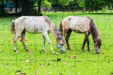 Two White Horses jigsaw puzzle