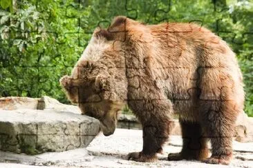 Oso pardo, en, zoológico