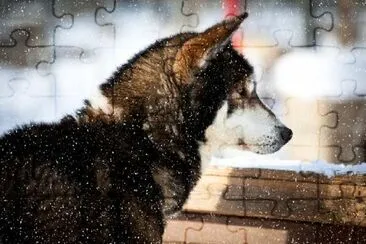 Husky Dog na neve