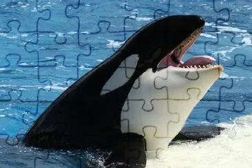 A Killer Whale jigsaw puzzle