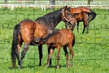 Young Colt Weening jigsaw puzzle