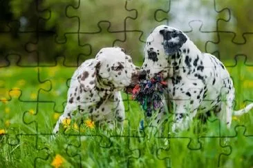 Dois cachorros dálmatas