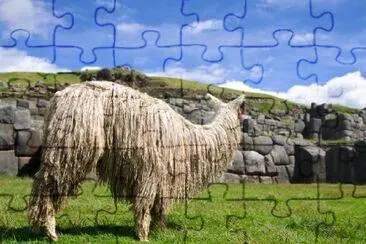 Grazing Lama jigsaw puzzle