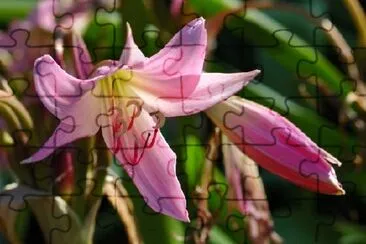 Pink Liliacee and Bud jigsaw puzzle