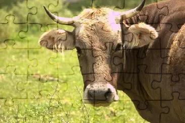 Una vaca mirándote