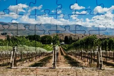 Vineyard in Gibbston Valley, California, USA jigsaw puzzle