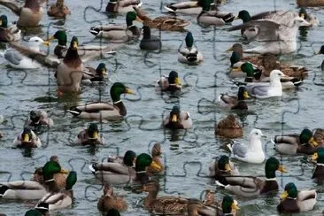 Mouette et canards