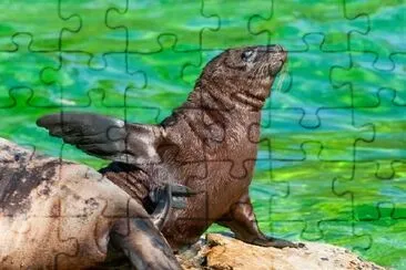 Young Seal Playing jigsaw puzzle