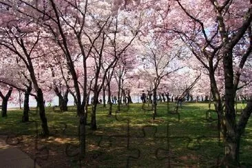 Cerezos en flor en DC