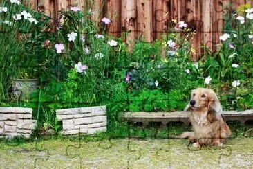 Chien teckel aux cheveux longs dans la cour