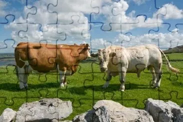 White Bull and Brown Cow jigsaw puzzle