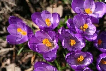 Gros plan de crocus de printemps