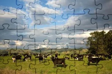 New Zealand Herd of Dairy Cows jigsaw puzzle