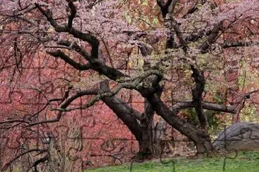 Cherry Tree jigsaw puzzle