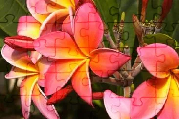 Frangipani