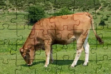 A Cow in the Medow jigsaw puzzle