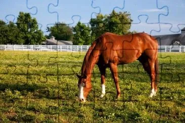 Caballo de Kentucky