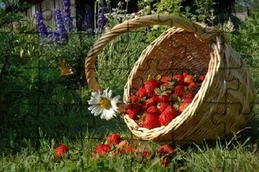 Ein Korb mit Erdbeeren