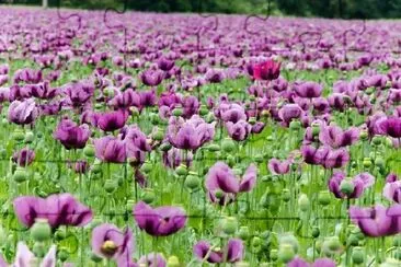 Amapolas moradas