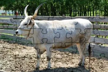 Hungarian Grey Cattle jigsaw puzzle