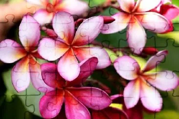 Pink Plumeria Flowers jigsaw puzzle