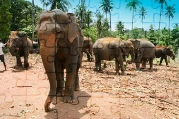 Pinnewala Elephant Orphanage, Sri Lanka