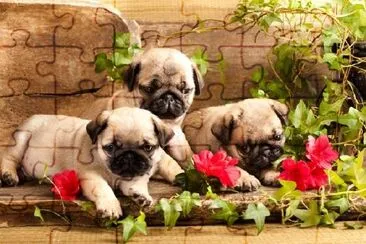 Cuccioli di Pug e fiori