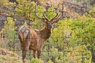 Bull Elk in Forest jigsaw puzzle