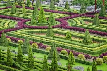 Piante ornamentali nel giardino della natura