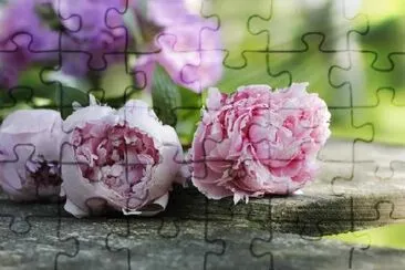 Peonies on Wooden Plank jigsaw puzzle