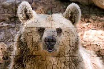 Tête d'ours