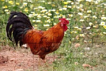 Coq dans un pré fleuri