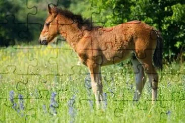 A Beautiful Foal jigsaw puzzle