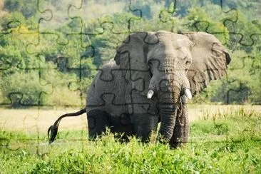 Elefant på stranden av Nilen