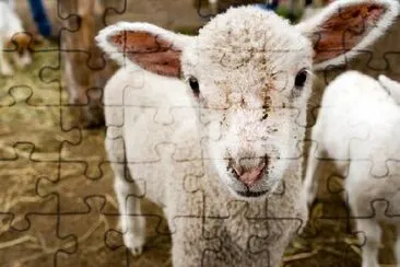 Baby Lamb jigsaw puzzle