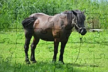 Black Horse in the Field jigsaw puzzle