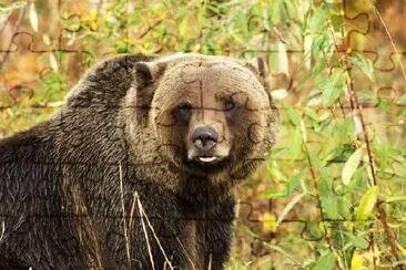 Samiec niedźwiedzia grizzly