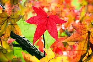 Fall Leaves jigsaw puzzle