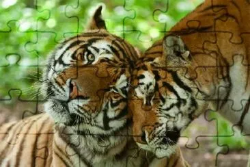 Tigers Family  jigsaw puzzle