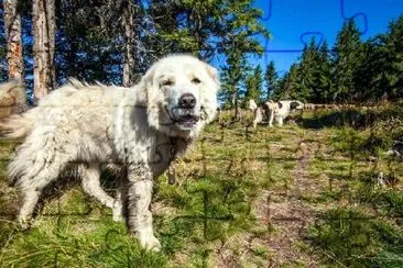 Sheppard's Dog Watching Sheep jigsaw puzzle