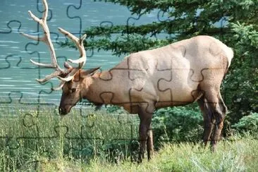 Cerf au bord d'un lac